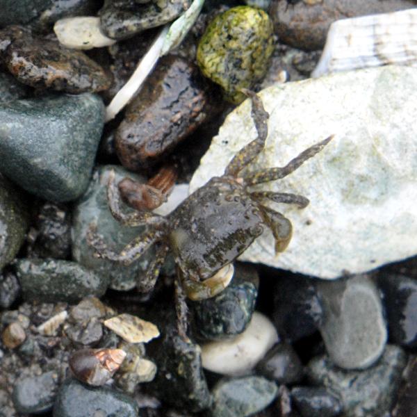 Photo of Hemigrapsus oregonensis by <a href="http://www.coffinpoint.ca/">Paul Westell</a>